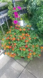 20200727_082632.webp