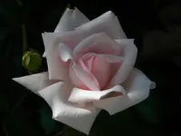 DSCN6322.webp