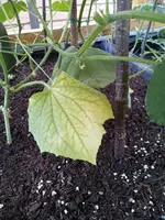 IMG-20200729-WA0011.webp