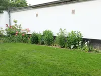 Tulpen + Phlox Mitte Mai.webp