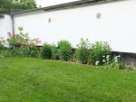 Tulpen + Phlox Mitte Mai.JPG