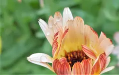fürBeate.webp