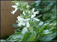 c041.webp