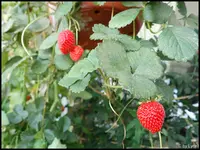 c043.webp