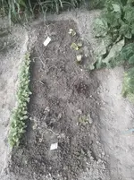 IMG_20200729_162315.jpg