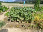 IMG_20200729_162641.jpg