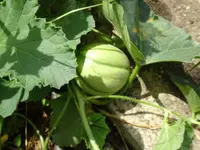 DSC01176.webp