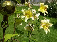 DSC01178.webp
