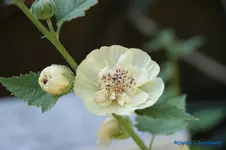 comp_DSC09235.webp