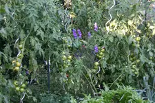 Juli  0320.JPG Seimeltomaten.webp