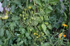 Juli  1020.JPG Gelbe Traube.webp