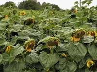 IMG_20200726_160133.webp