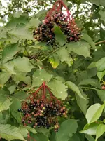 IMG_20200723_162858.webp