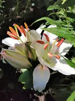 IMG_20200730_103151.webp