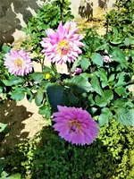 IMG_20200729_154356_3.jpg