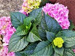 IMG_20200729_094122.jpg