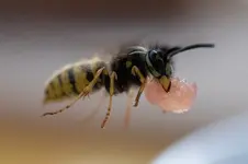 wespe_im_flug.webp