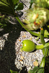 IMG_20200731_1211499.jpg