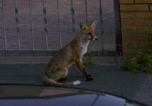 Fuchs.webp
