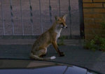 Fuchs.jpg