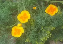 Blumensamen Orange-gelber Mohn.webp