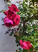 IMG_20200729_094214_1.webp