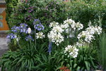 Agapanthus2618JPG.JPG