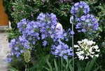 Agapanthus2718JPG.JPG