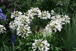 Agapanthus2818JPG.JPG