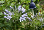 Agapanthus2918JPG.JPG