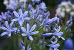 Agapanthus0515.JPG