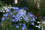 Agapanthus0615.JPG