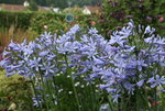 Agapanthus1016JPG.JPG