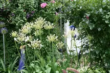 Agapanthus2018JPG.webp