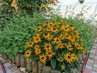IMG_20200725_173621.webp