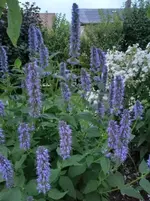 IMG_20200719_205920.webp