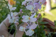 blueten_unscharf.webp