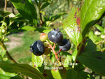 Forum Blaubeeren 2020_07_31 P1160133.JPG