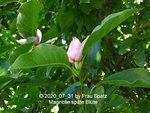Forum Magnolie späte Blüte 2020_07_31 P1160120.JPG