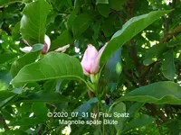 Forum Magnolie späte Blüte 2020_07_31 P1160120.webp