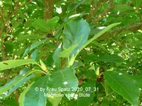 Forum Magnolie späte Blüte 2020_07_31 P1160124.webp