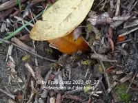 Forum Wespen Erde 2020_07_27 P1160100.webp