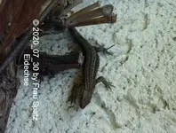 Forum Eidechse 2020_07_30 P1160113.webp