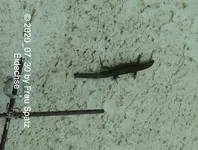 Forum Eidechse 2020_07_30 P1160116.webp