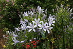 Agapanthus   0220.JPG