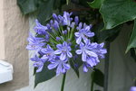 Agapanthus   0320.JPG