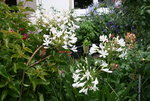 Agapanthus   0520.JPG