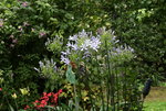 Agapanthus   0720.JPG