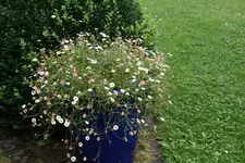 Spanisches Gänseblümchen  0220.JPG