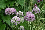 Allium  1220.JPG